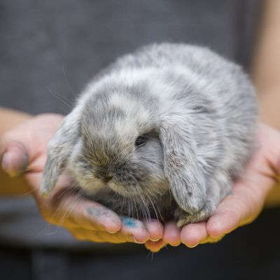 Lapin bélier trouvé...