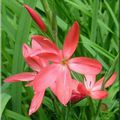 Schizostylis coccinea