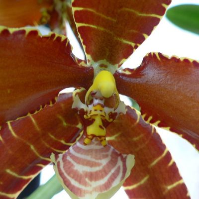 rossioglossum rawdon jester