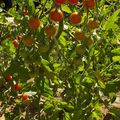 LES TOMATES CERISES