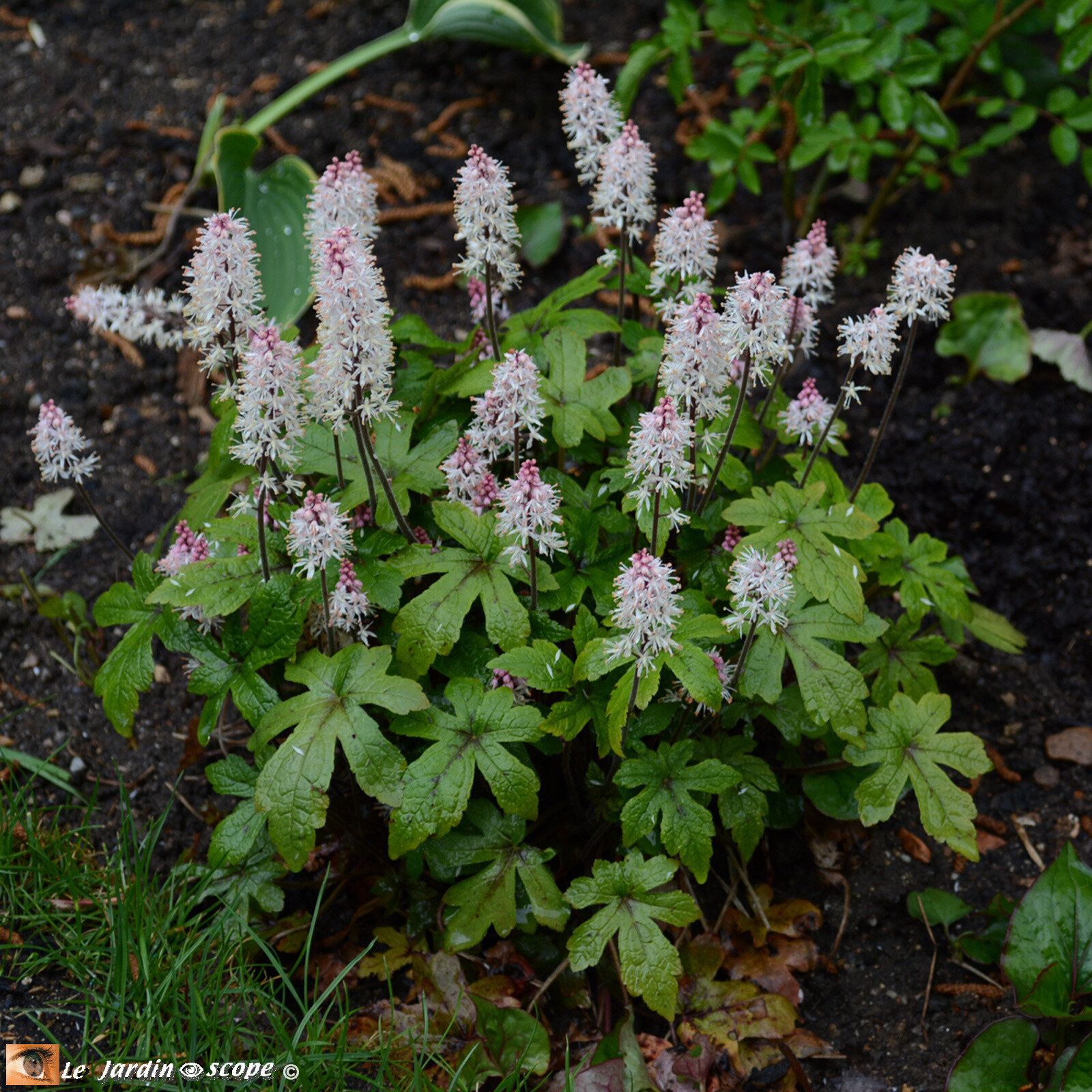 Tiarelle "Sky Rocket"