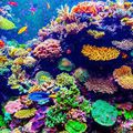 The Great Barrier Reef in Danger !!