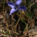 Gentianella ciliata