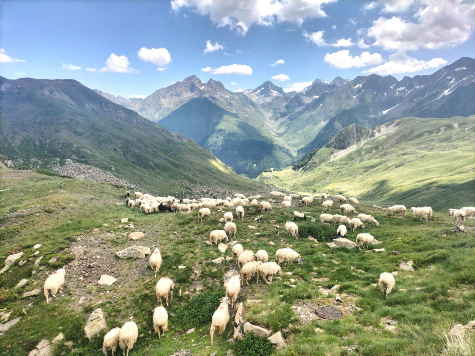 Refuge de Pombie, rando-Pombie-Peyreget, brebis et Lurien.. (64)