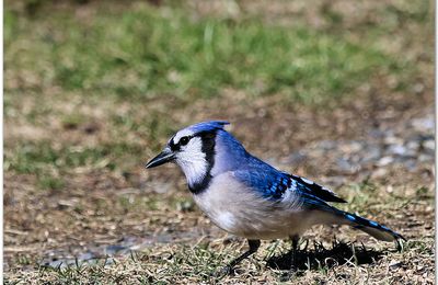 Quelques oiseaux du jour