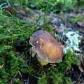 Cèpes 2019 dans les Pyrénées