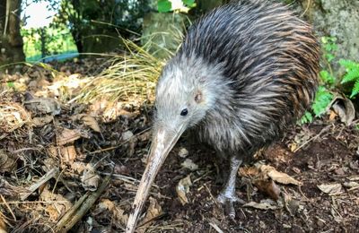 Se sont peut-être demandé si les kiwis mangeaient des kiwis