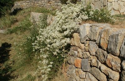 Brûlante aussi, la clématite