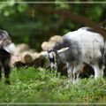 Des animaux au Puy du Fou
