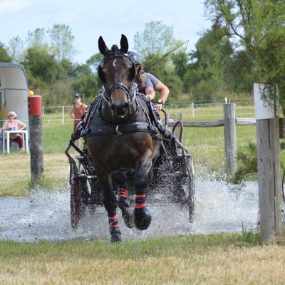 IMAGE DE LA PIERRE SHF ET AMATEUR 2024 (VENDUE)