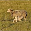 30-Arlinde - Moutons d'automne