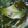 Le poinsonneur de magnolia