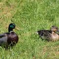 canard colvert