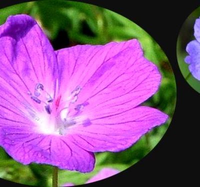 Deux Géraniums à l'honneur sur le Progrès du 11 Juillet 2025