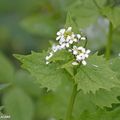 Ancienne plante médicinale à forte odeur d'ail