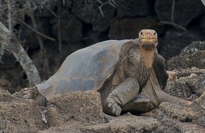 Galápagos : des scientifiques veulent « ressusciter » des tortues éteintes