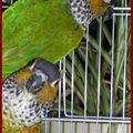 Mes conures RUPICOLAS