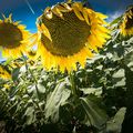 le tournesol... les tournesol... n'a pas besoin... d'une boussole...