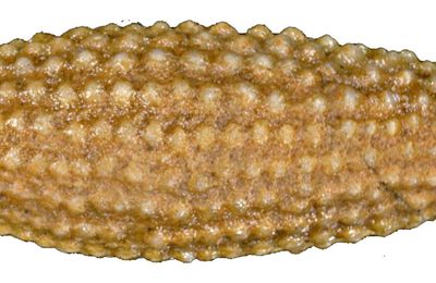 Caenocidaris cucumifera