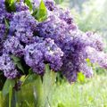 Lilas