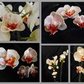 Phalaenopsis parure