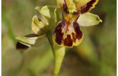 Ophrys araignée : Ophrys aranifera