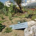 Au jardin des plantes de Nantes le 16 juillet 2013 (1)