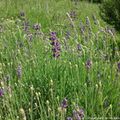 Journal de bord de printemps : la belle lavande