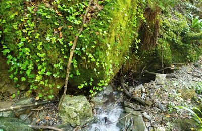 Retour dans le vallon de Coume Nère à Rebouc
