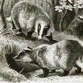 Un drôle de "bestiau"...le blaireau ! 