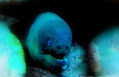 Murène chocolat (Gymnothorax unicolor)