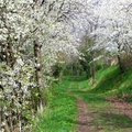  le Blanc, couleur de Provence