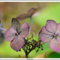 HYDRANGEA