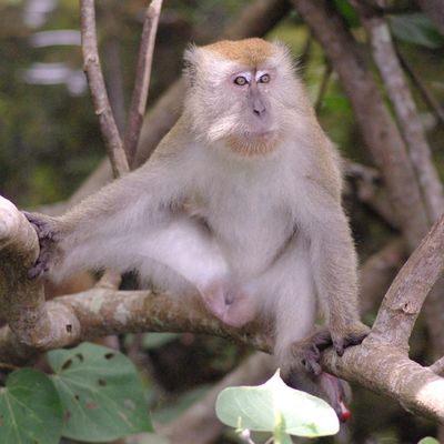 Longue journée à Tioman : Trek, Snorkeling, party et bain de minuit