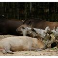 La capybara et le tapir