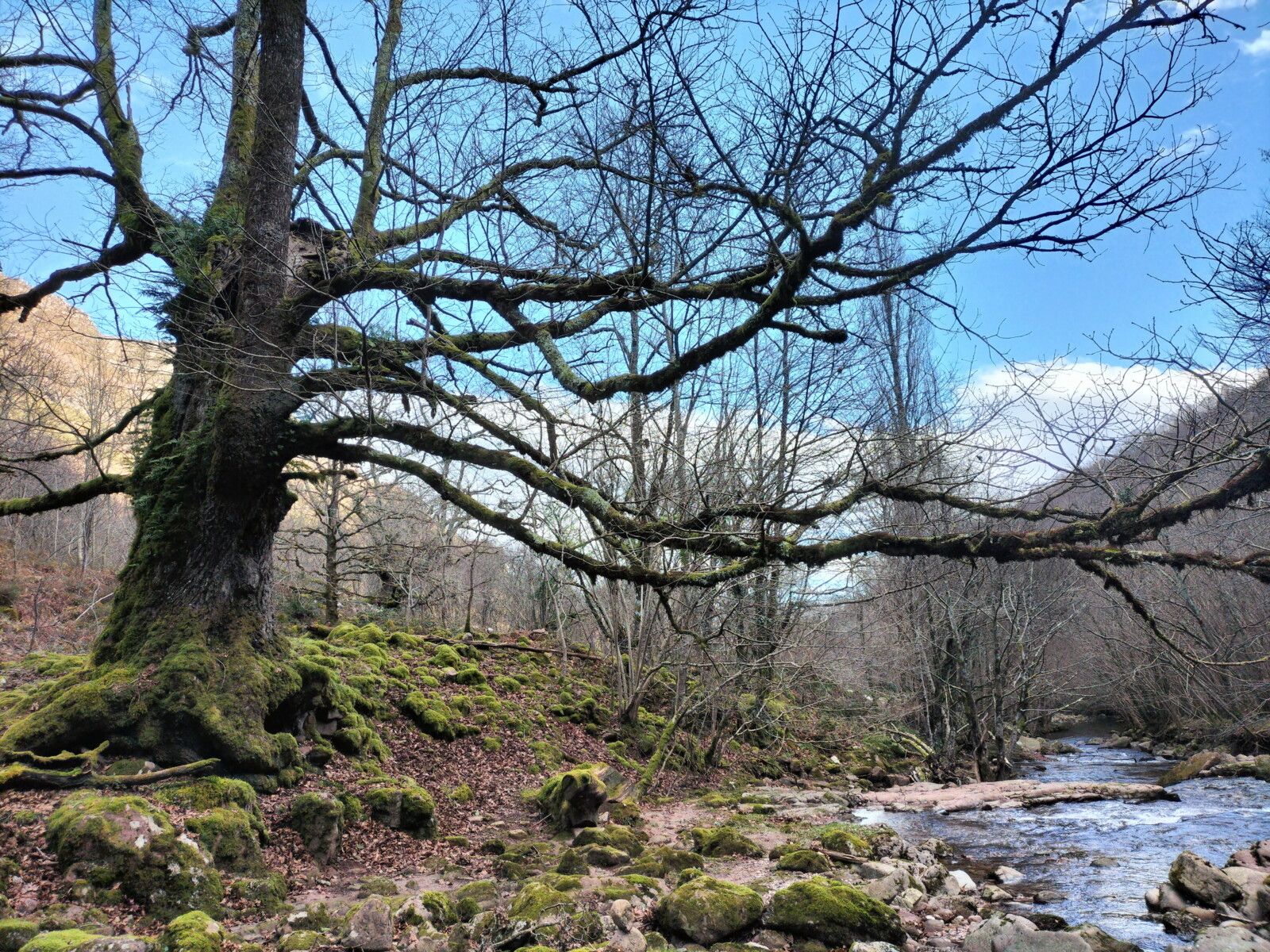 Aritzakun, maison Berekoetxea, arbre et Baztan (Espagne)