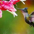 le colibri par Maureen