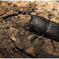 Petite biche : Dorcus parallelipipedus