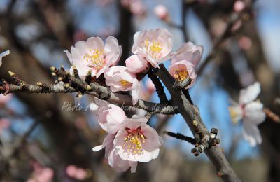 Un air de printemps