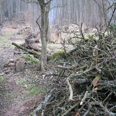 tronconneuse quand tu nous tiens