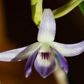 Dendrobium victoria-reginae