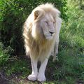 Le lion blanc