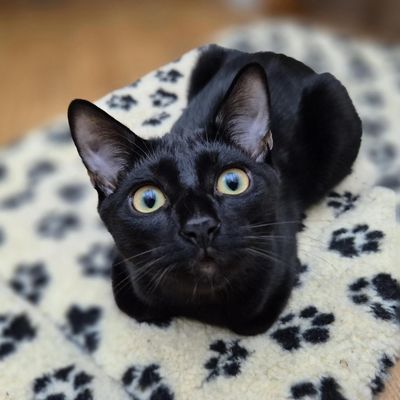 La petite couverture