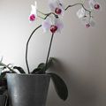 mes orchidées fleuries.