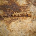 Cavité des fossiles à Crépy..