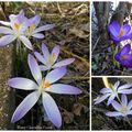 Premiers crocus, messagers du printemps