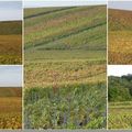 Vignes en automne