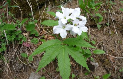 Cardamine à 7 feuilles