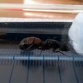 Arrivée Camponotus cruentatus