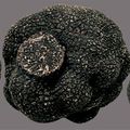 La TRUFFE, le diamant noir des gourmets depuis l’Antiquité !